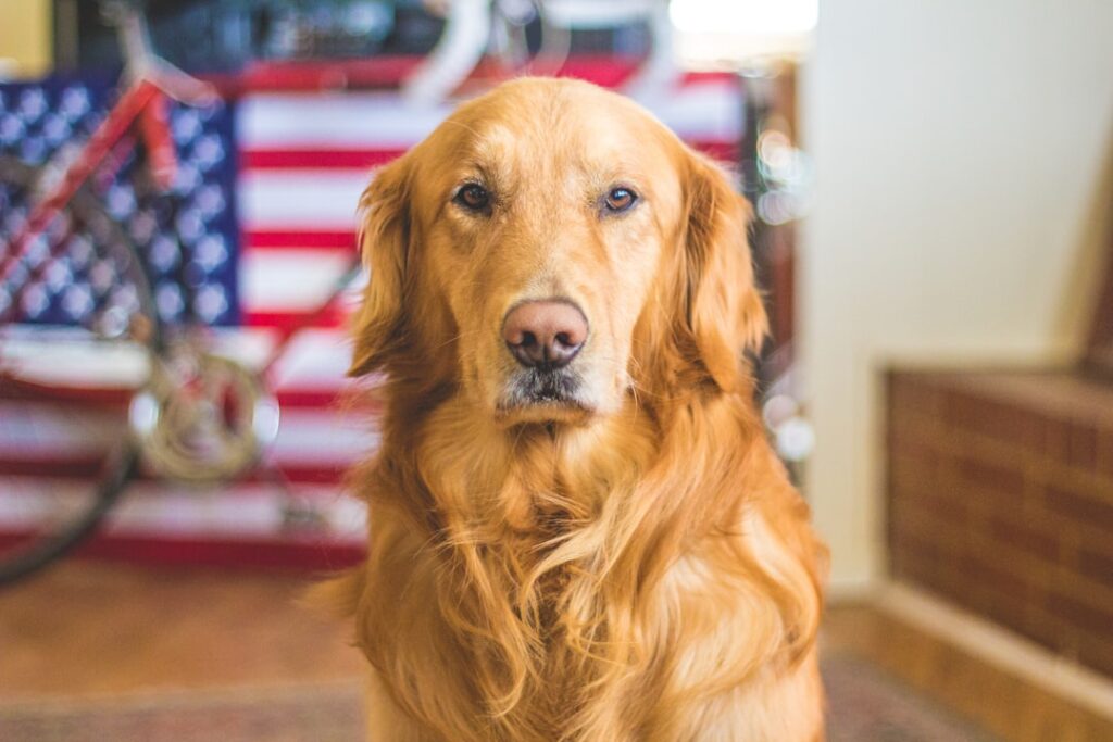 Photo boarding near me dog